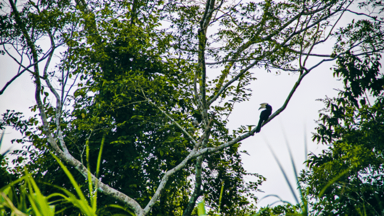 Is Kinabatangan Suitable for Kids and Families? 
