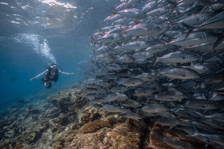 3D2N . Mabul Island . Advance Course + Sipadan Dives [RM3,180/pax]